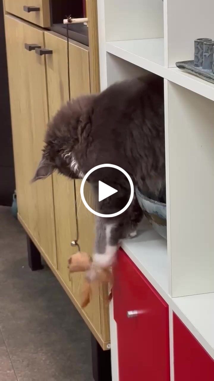 Customer video review of Wooden Cat Stick And Toys Kit With 7 Pieces