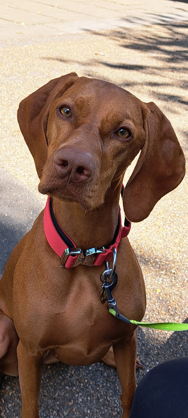 Customer photo review of 4cm Combat® Collar | With Handle & Rated Clip - Red v2.0