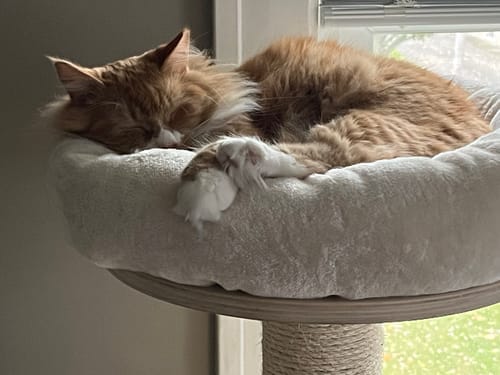 Customer photo review of RYERCAT Dual Sided Cat Toothbrush
