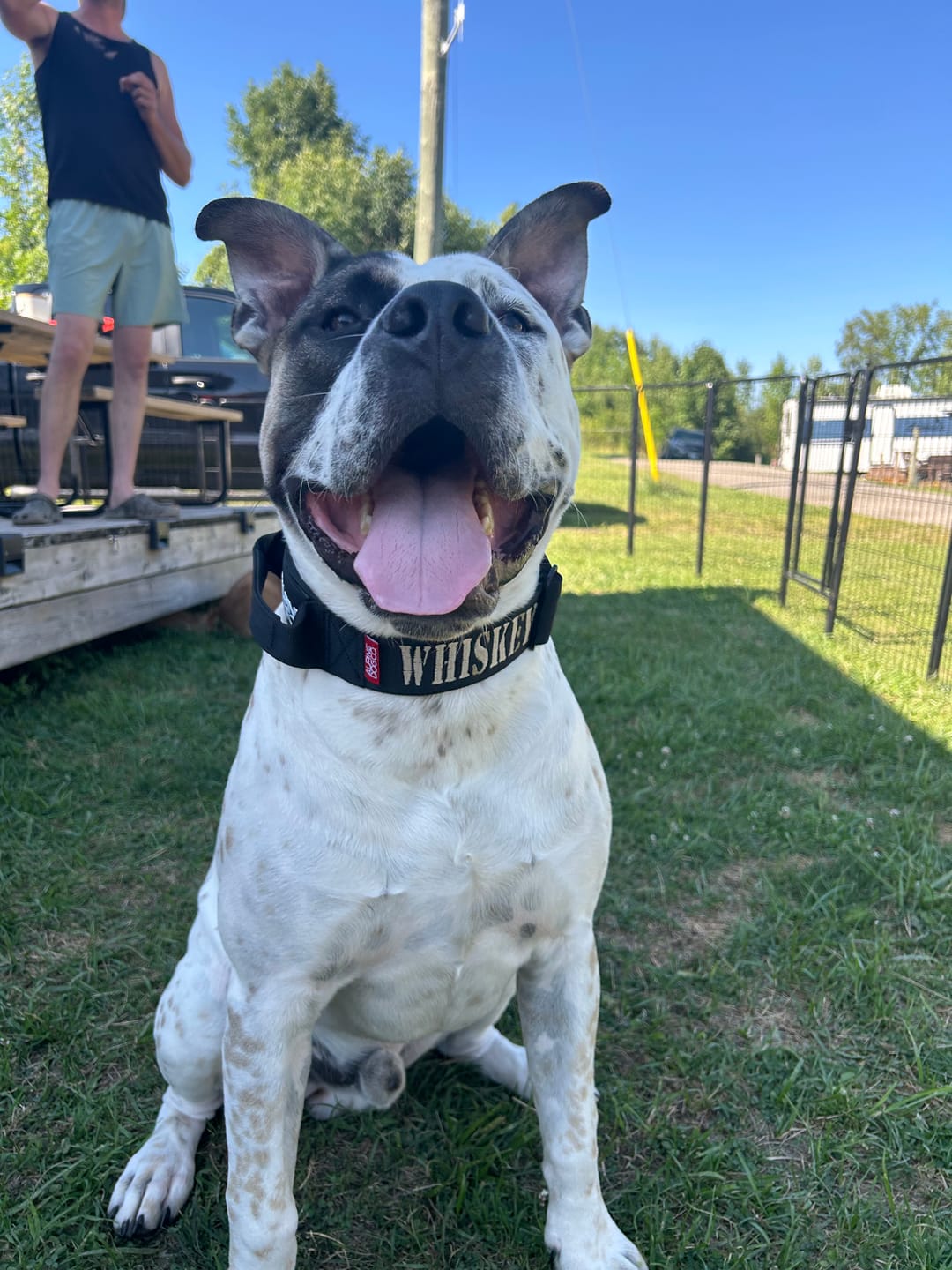 Customer photo review of 2" Tactik Dog Collar - Black