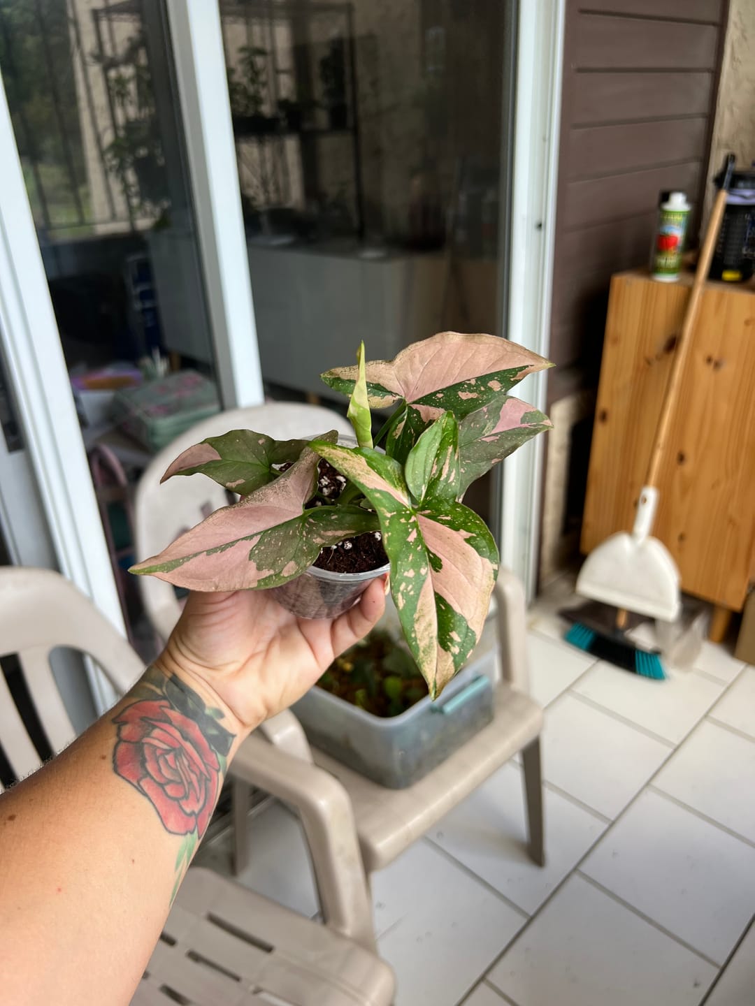 Customer photo review of Syngonium podophyllum 'Pink Splash'