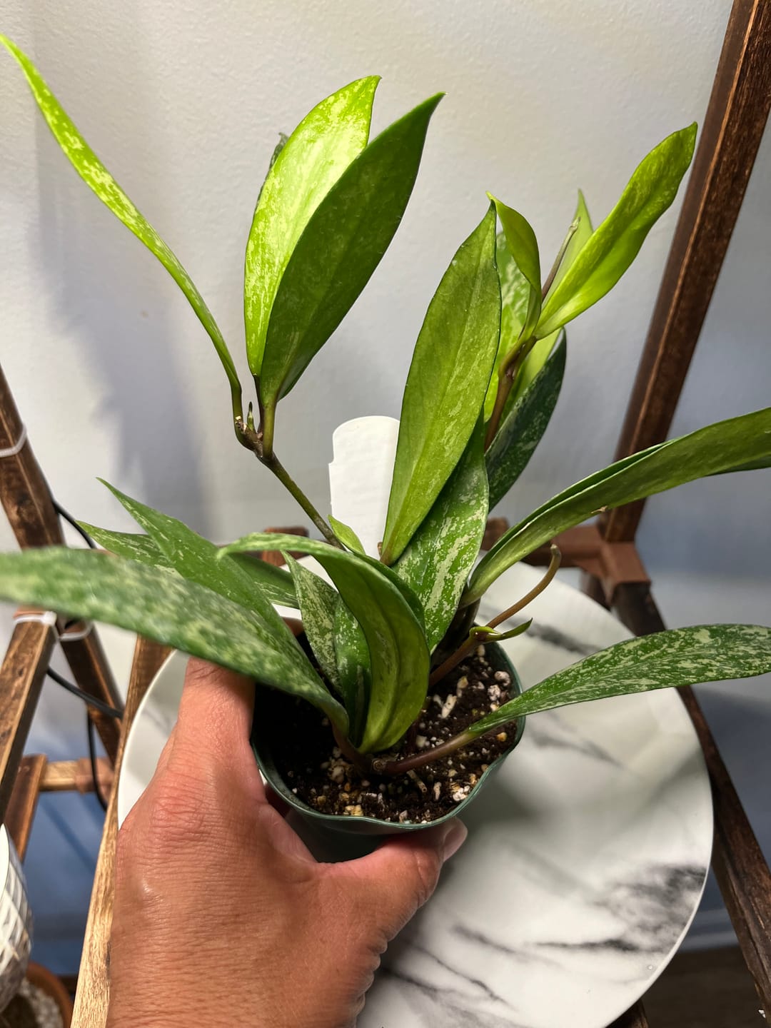 Customer photo review of Hoya pubicalyx x carnosa