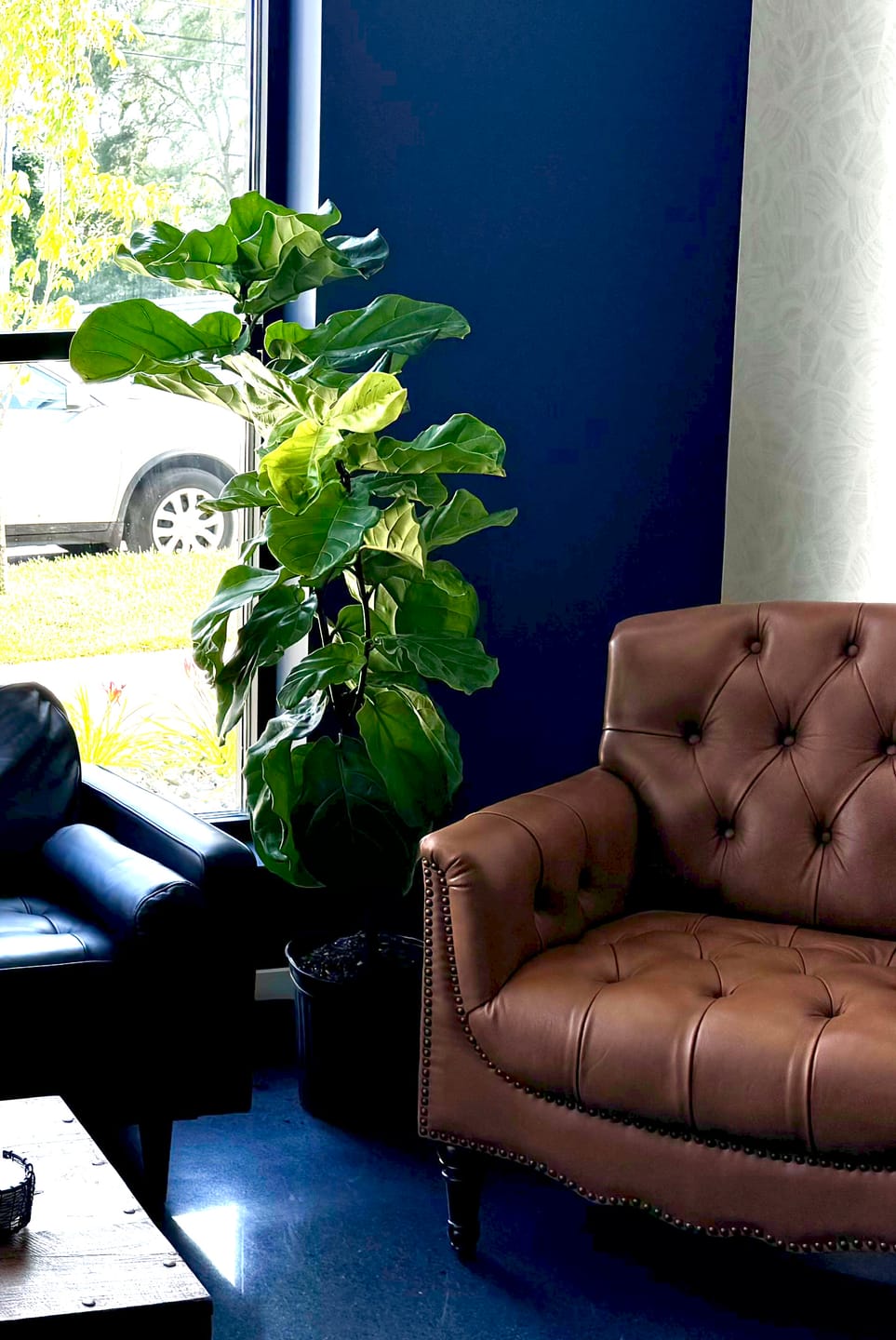 Customer photo review of Fiddle Leaf Fig (Ficus Lyrata)