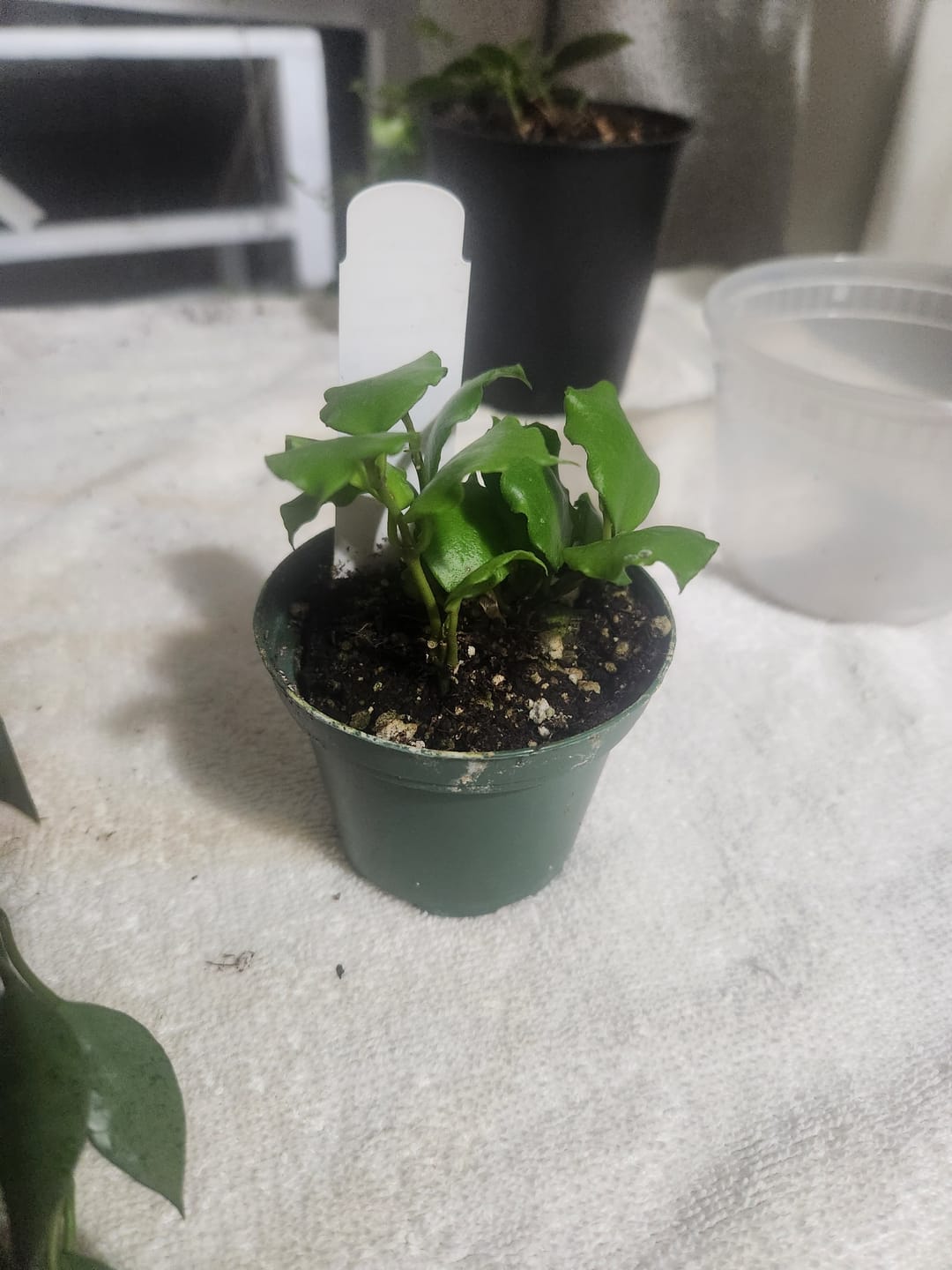 Customer photo review of Hoya endauensis