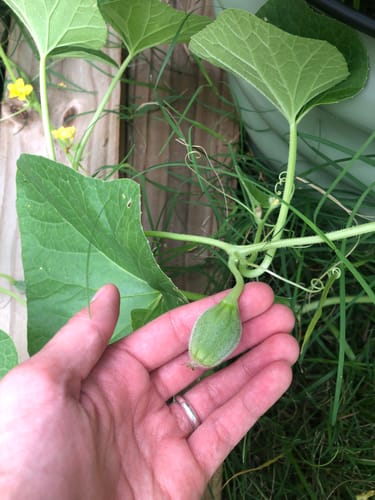 Customer photo review of Honey Boat Winter Delicata Squash Seeds