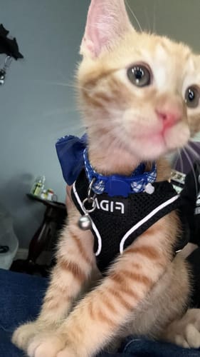 Customer photo review of FIDA Cat Harness and Leash Set for Walking Kitten and Puppy