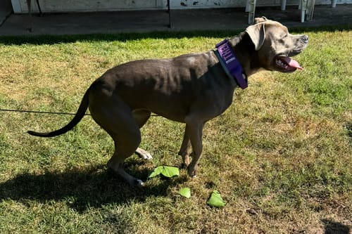 Customer photo review of Purple Bully Proof Collar