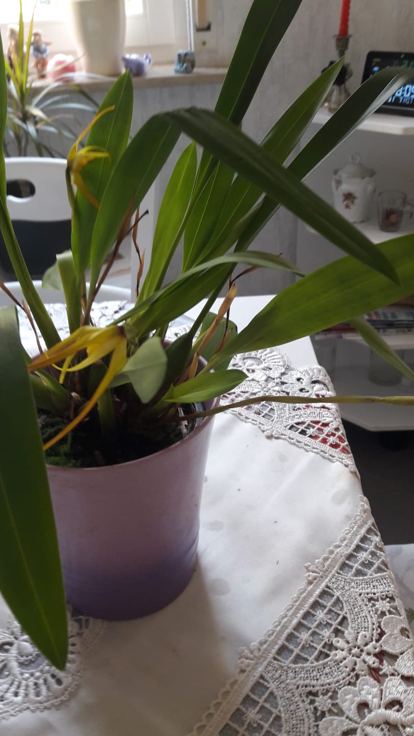 Customer photo review of Maxillaria bradei Hybride im 12cm Topf