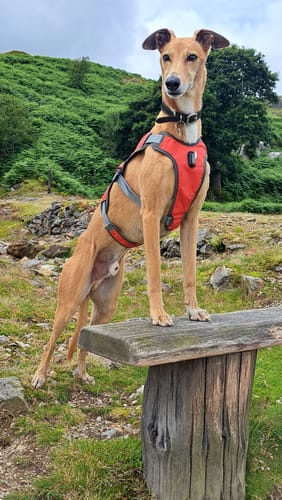 Customer photo review of Sighthound Escape Proof Harness