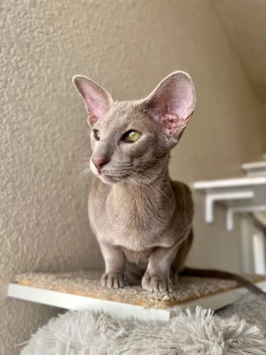 Customer photo review of RYERCAT Dual Sided Cat Toothbrush