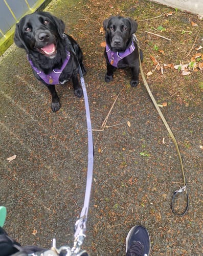 Customer photo review of Handsfree Leash Adapter