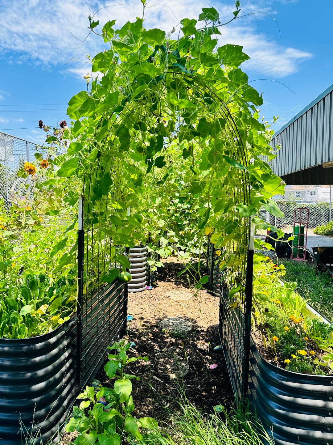 Customer photo review of BioVast Potting Soil (Water Only Mix)