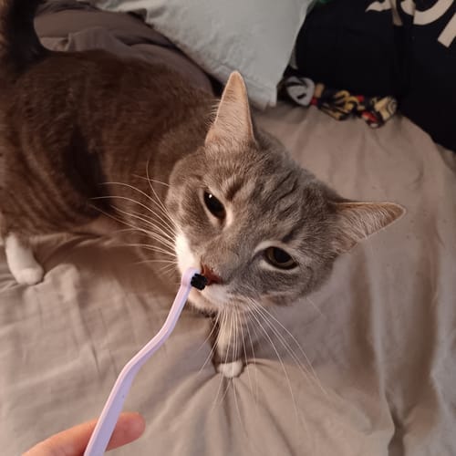 Customer photo review of RYERCAT Dual Sided Cat Toothbrush