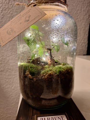 Customer photo review of "Magische Alraune*" im Flaschengarten für Zauberlehrlinge