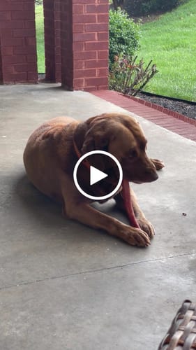 Customer video review of 12 Inch Monster Bully Stick