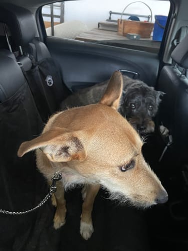Customer photo review of Car Seat Cover