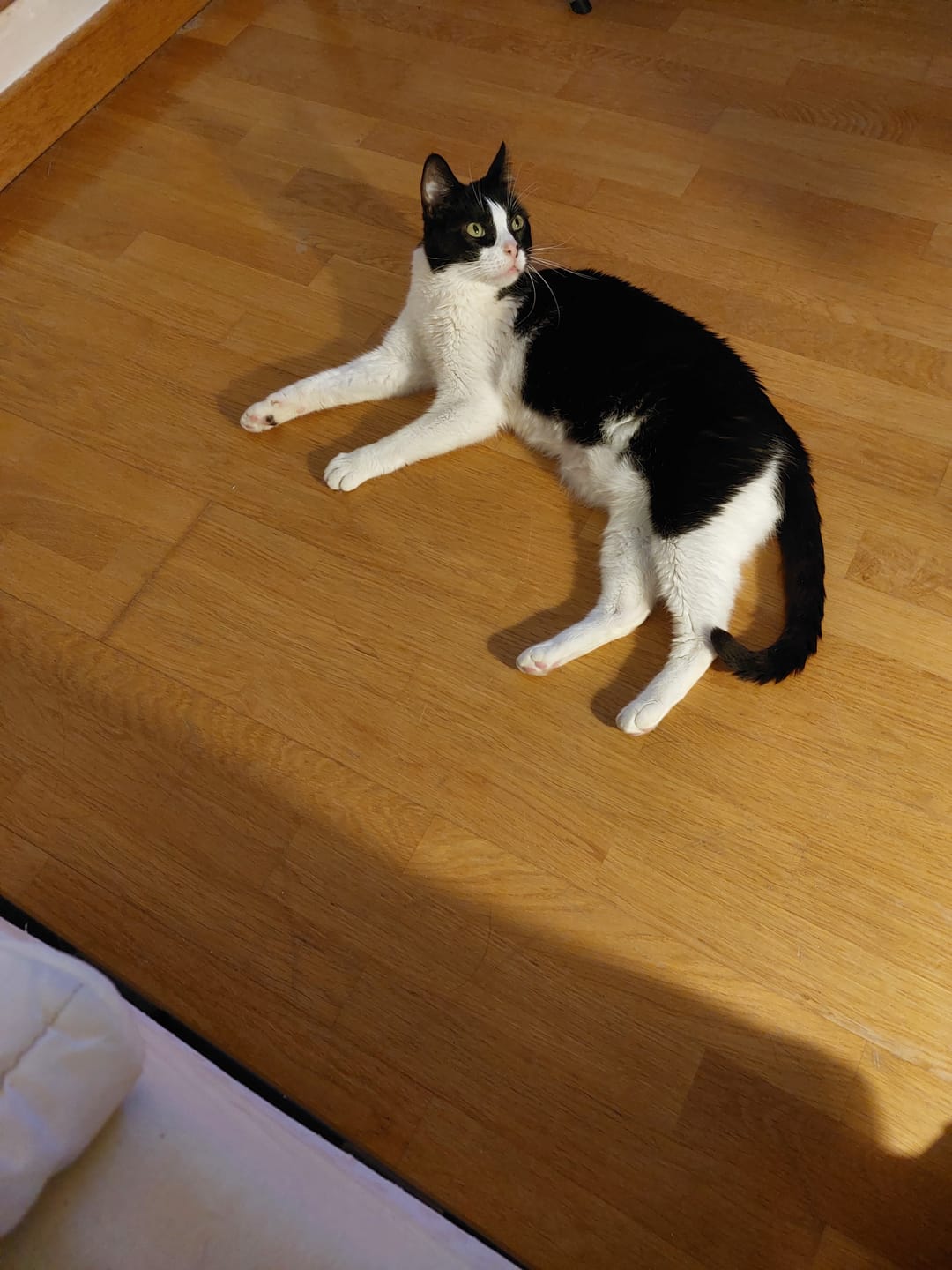 Customer photo review of Pâtées riches en saumon & aux courgettes (chat stérilisé et chat adulte)