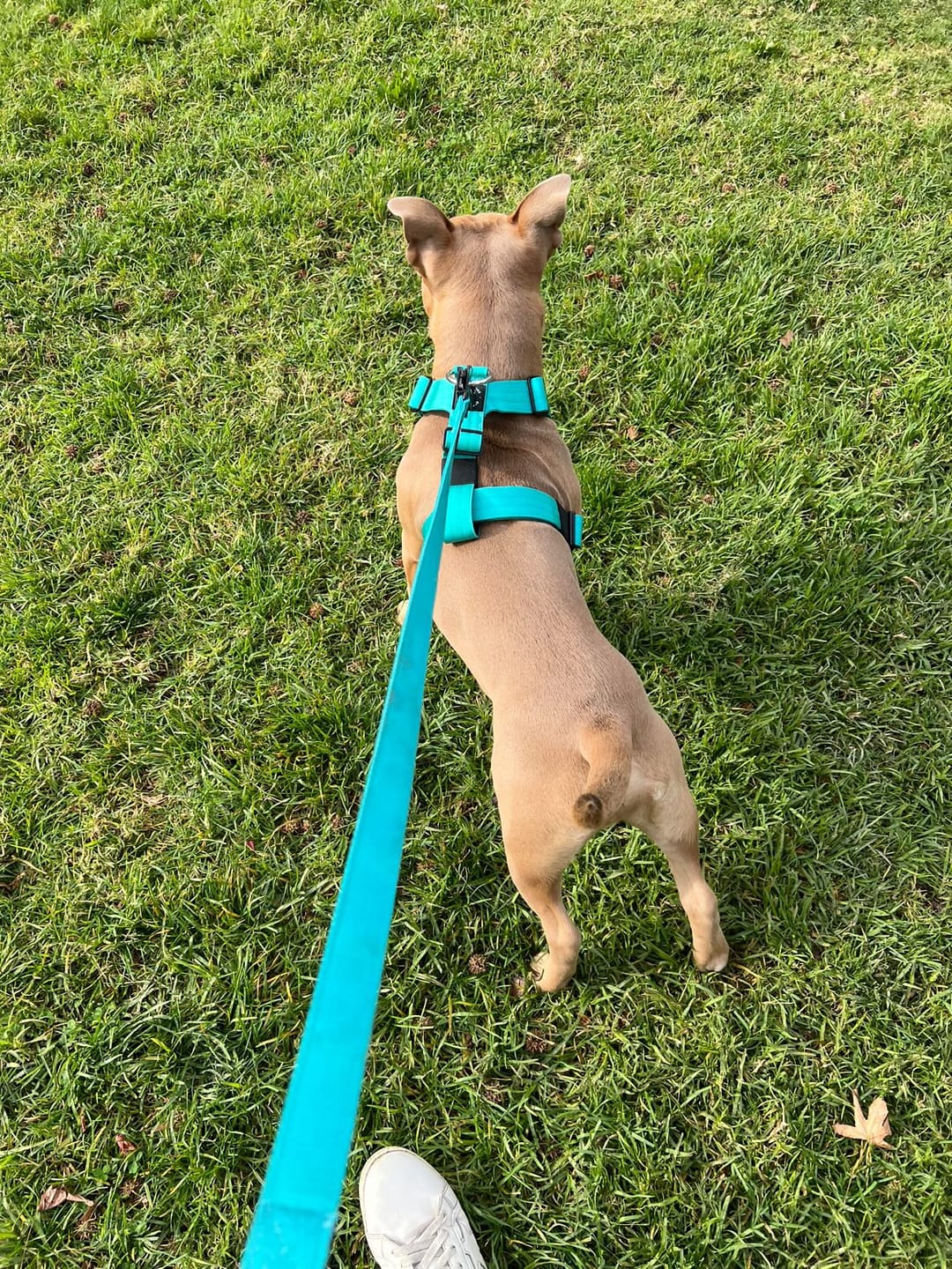 Customer photo review of Correa Larga para Perros - Tactic | 3 mts | Turquoise