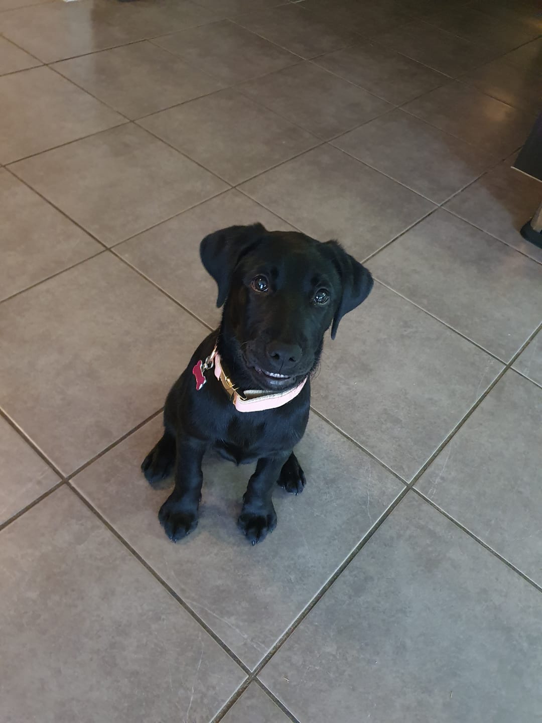 Customer photo review of Hemp & Organic Cotton Dog Collar ~ Pale Pink