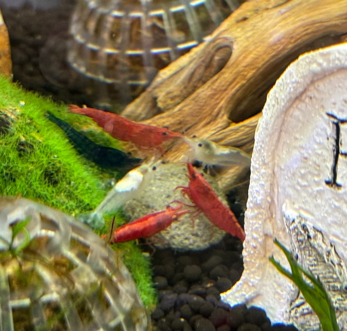 Customer photo review of Fourth Of July Shrimp Pack