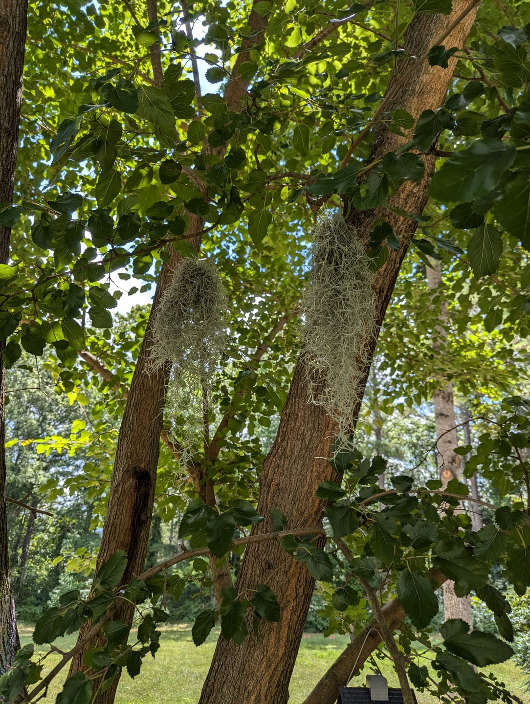 Customer photo review of Usneoides (Spanish Moss) White  On Hanging Wire!