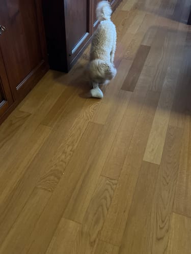 Customer photo review of Gioco Osso