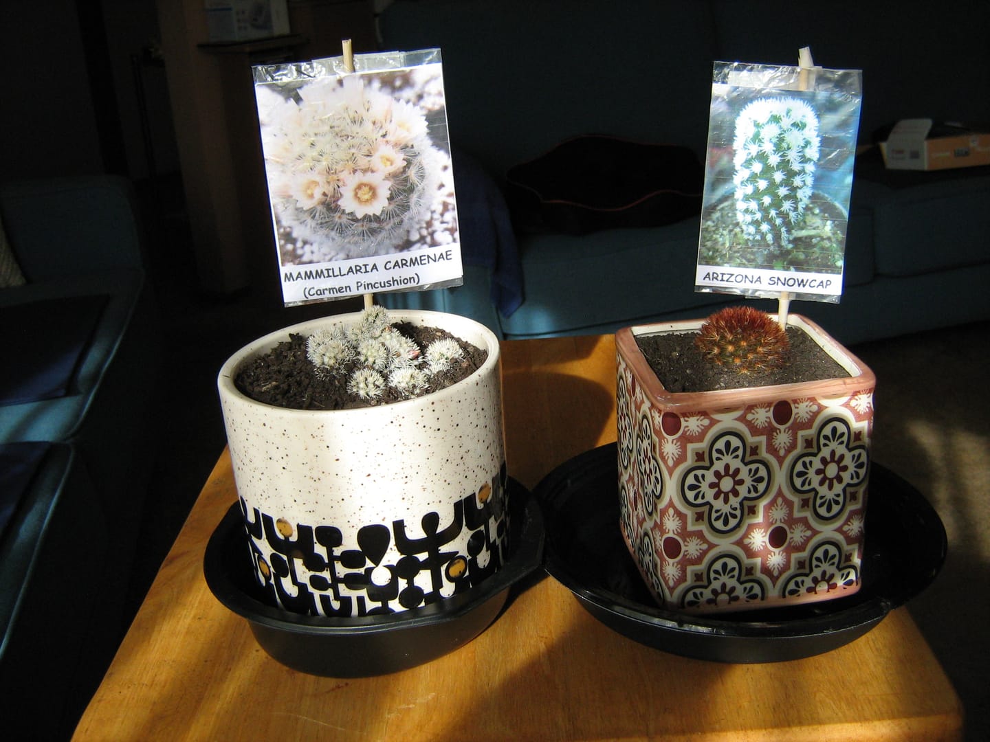 Customer photo review of Mammillaria Vetula ssp Gracilis 'Arizona Snowcap'