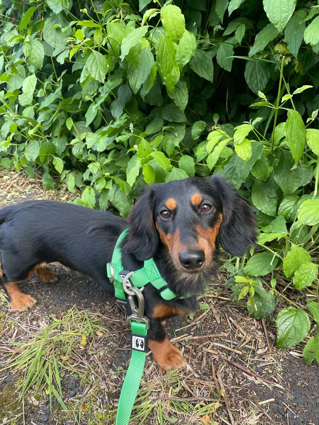 Customer photo review of City leash (Hands-free)