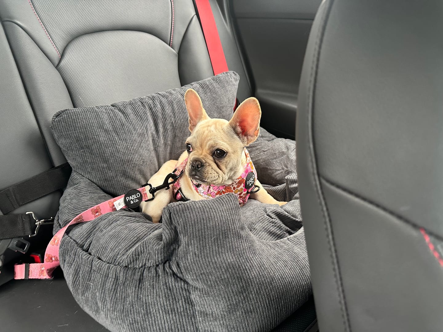 Customer photo review of PaWz Dog Car Booster Seat