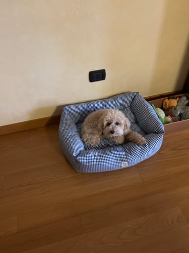 Customer photo review of Divanetto Vichy Verde Chiaro