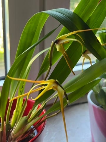 Customer photo review of Maxillaria bradei Hybride im 12cm Topf