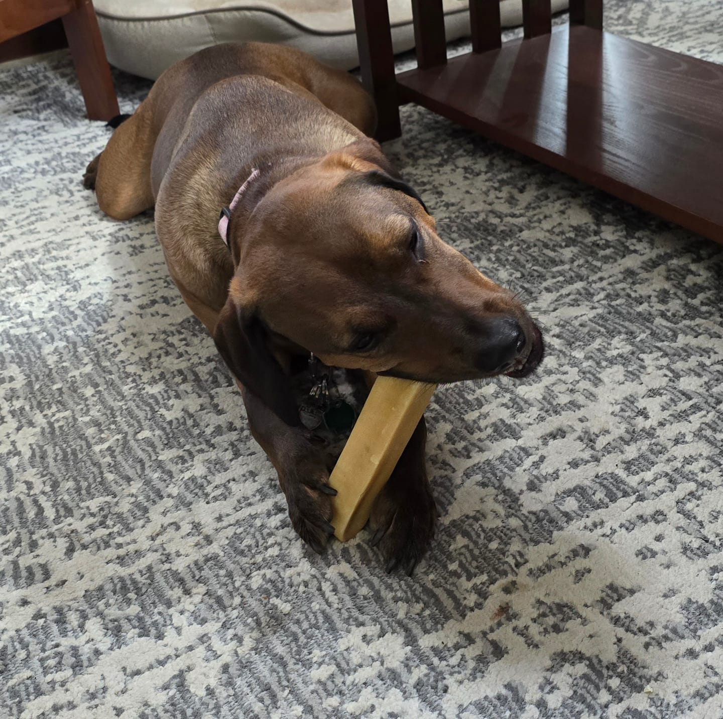 Customer photo review of Himalayan Yak Chew (EXTRA LARGE)