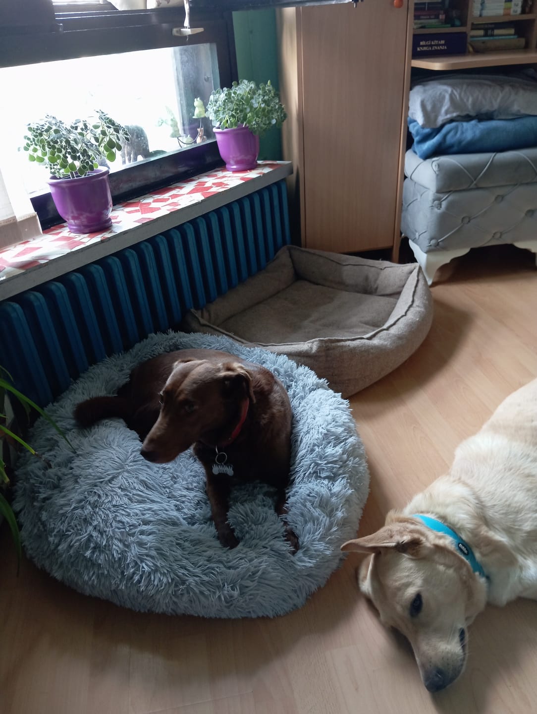 Customer photo review of Umirujući Krevet za Pse