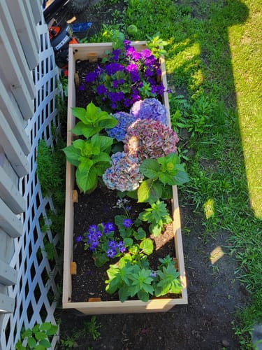 Customer photo review of 18" x 48" Raised Garden Bed