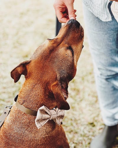 Customer photo review of Olive Collar