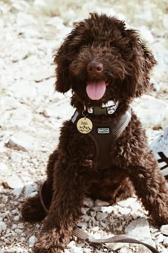 Customer photo review of Personalisierte Hundemarke Rund mit Gravur