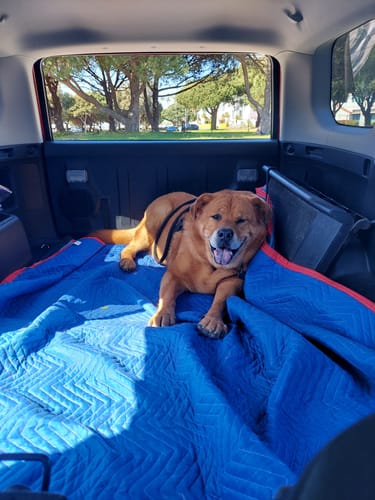 Customer photo review of Large Organic Coconut CBD Oil : Hip & Joints Health / Skin & Coat : 4 oz - 1,400 mg CBD for dogs and cats