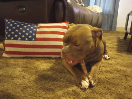 Customer photo review of 6 Inch Standard Bully Stick
