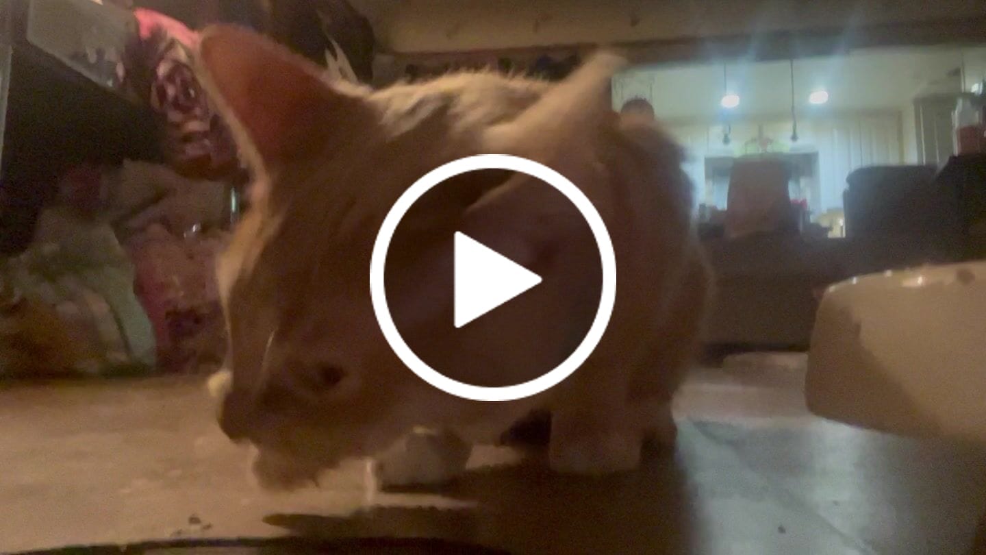 Customer video review of Mini Rabbit Feet
