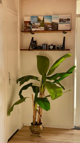 Customer photo review of Kunst Bananenplant Serie B 150cm