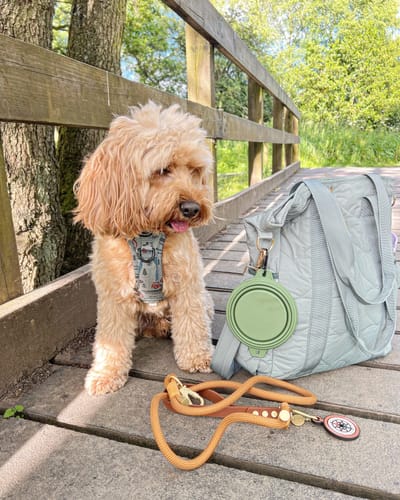 Customer photo review of Tough Trails™ Harness - Wainwright Walkies