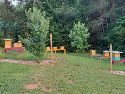 Customer photo review of BeeCastle Hives 10 Frame 2 Layer Screened Bottom Board Wax Coat Beehive Kit with 1 Deep Bee Box,1 Honey Super Bee Box, Wooden Frames and Beeswax-Plastic Foundation for Optimal Ventilation and Productive Beekeeping