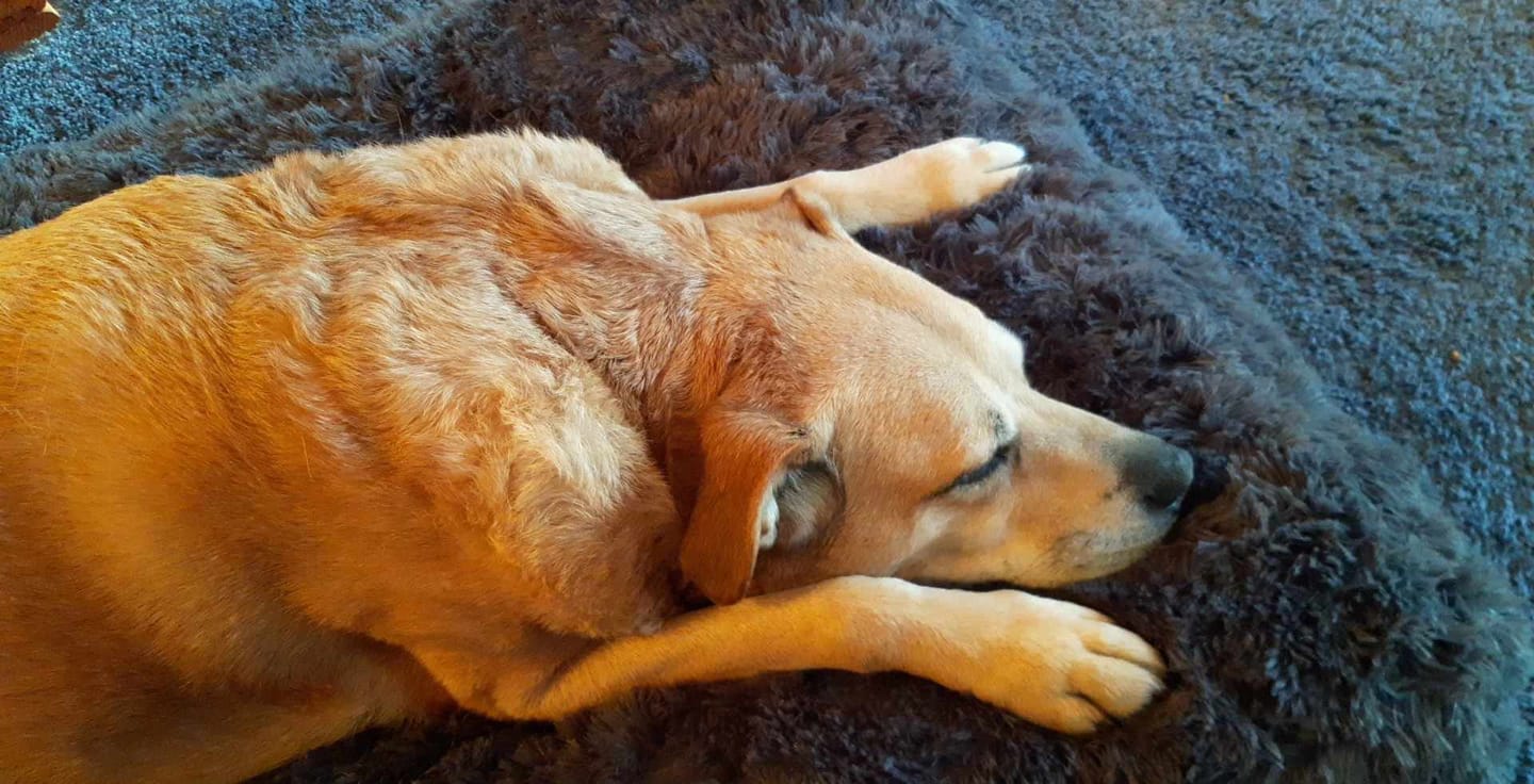 Customer photo review of Brooklyn® Ultra Memory Foam Bed