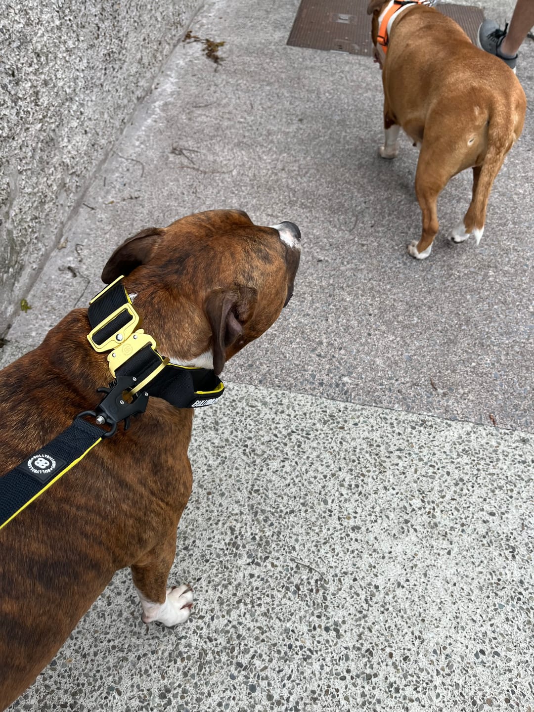 Customer photo review of 5cm LIGHTER Combat® Collar | With Handle Rated Clip - Black, Yellow & Gold