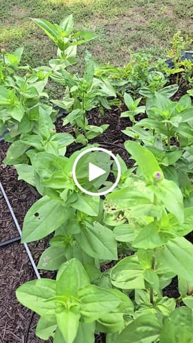Customer video review of Zinnia