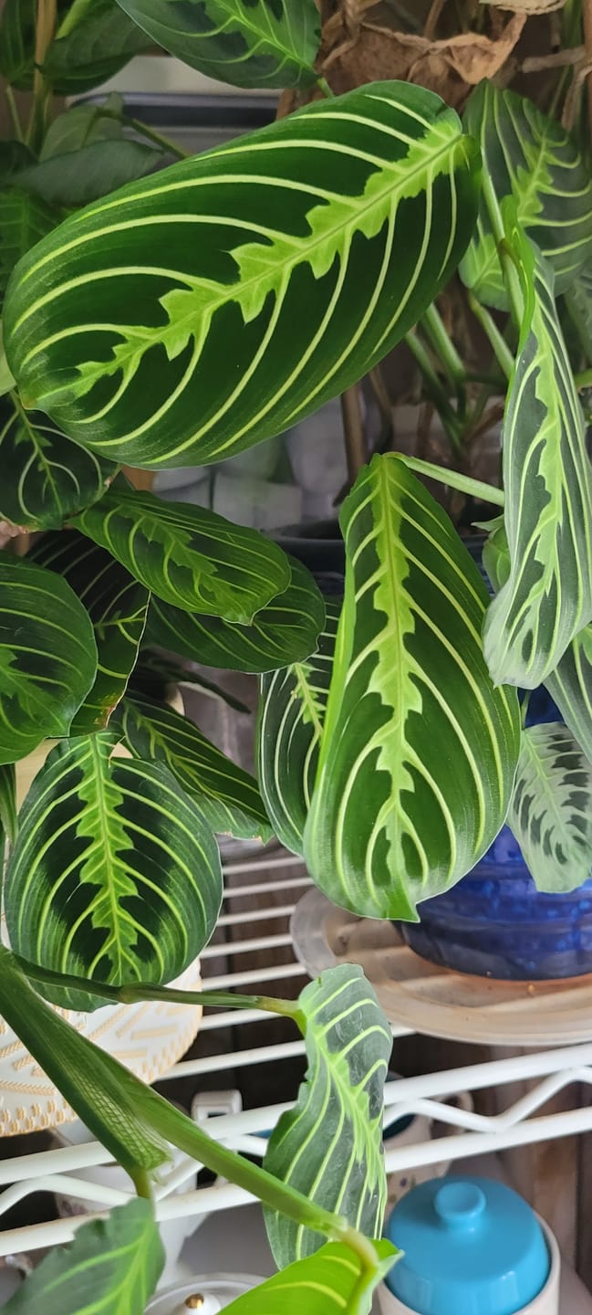 Customer photo review of Maranta leuconeura "Lemon Maranta"