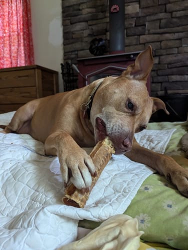 Customer photo review of Beef Trachea Tubes - 6 in