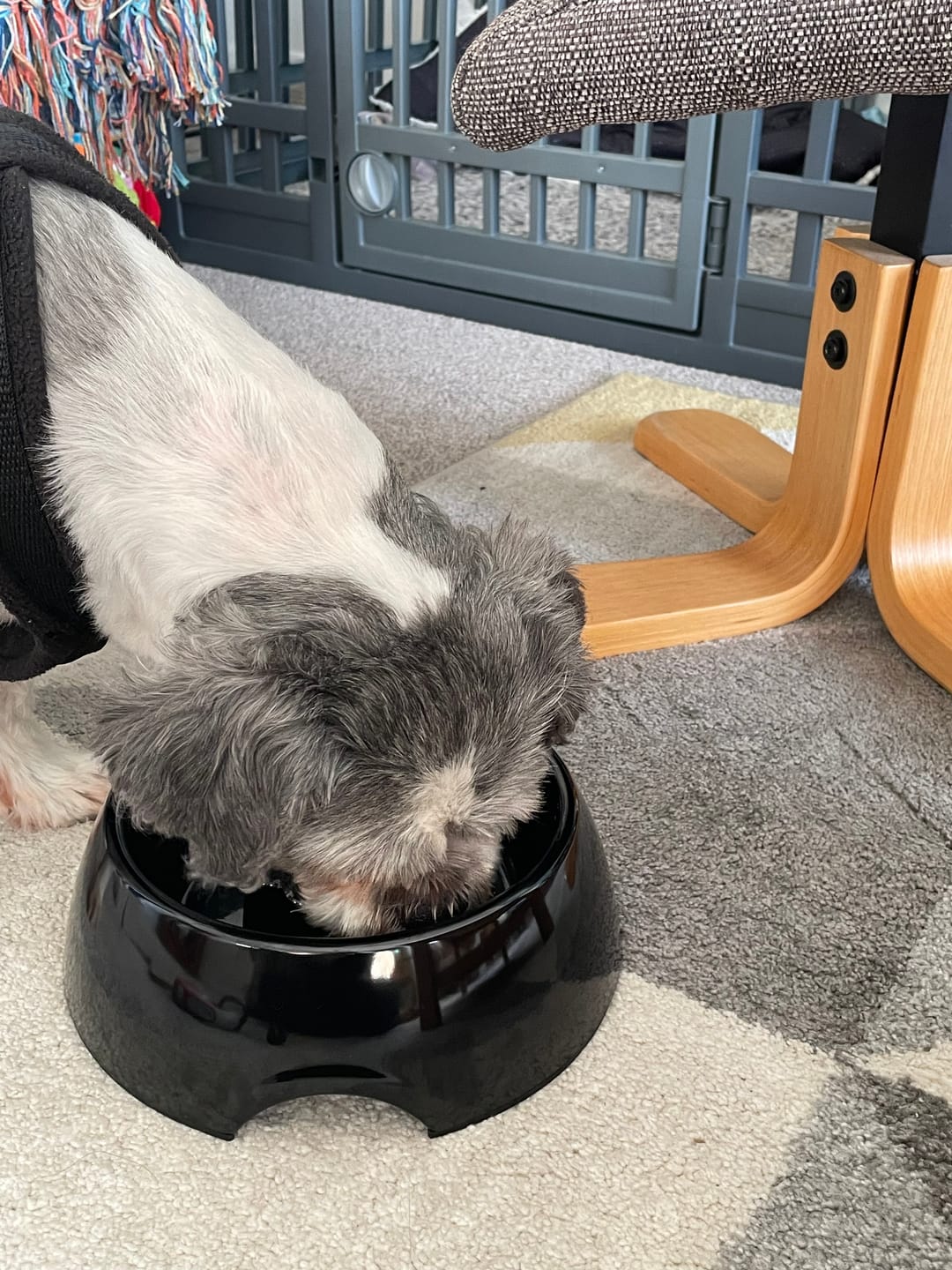 Customer photo review of British Venison Dry Food