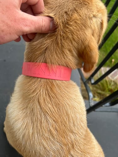 Customer photo review of Coral Collar