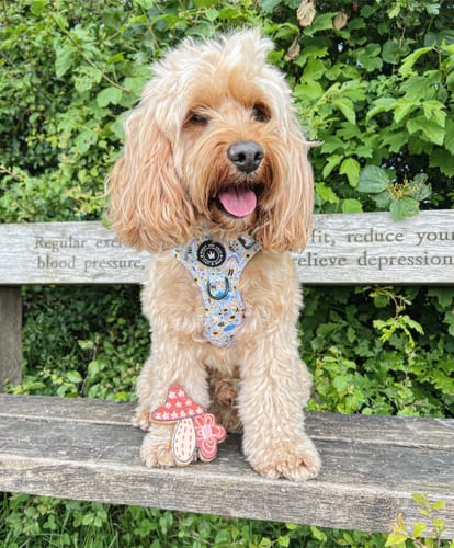 Customer photo review of Trail & Glow® Dog Harness - NEW Wanna-Bee White